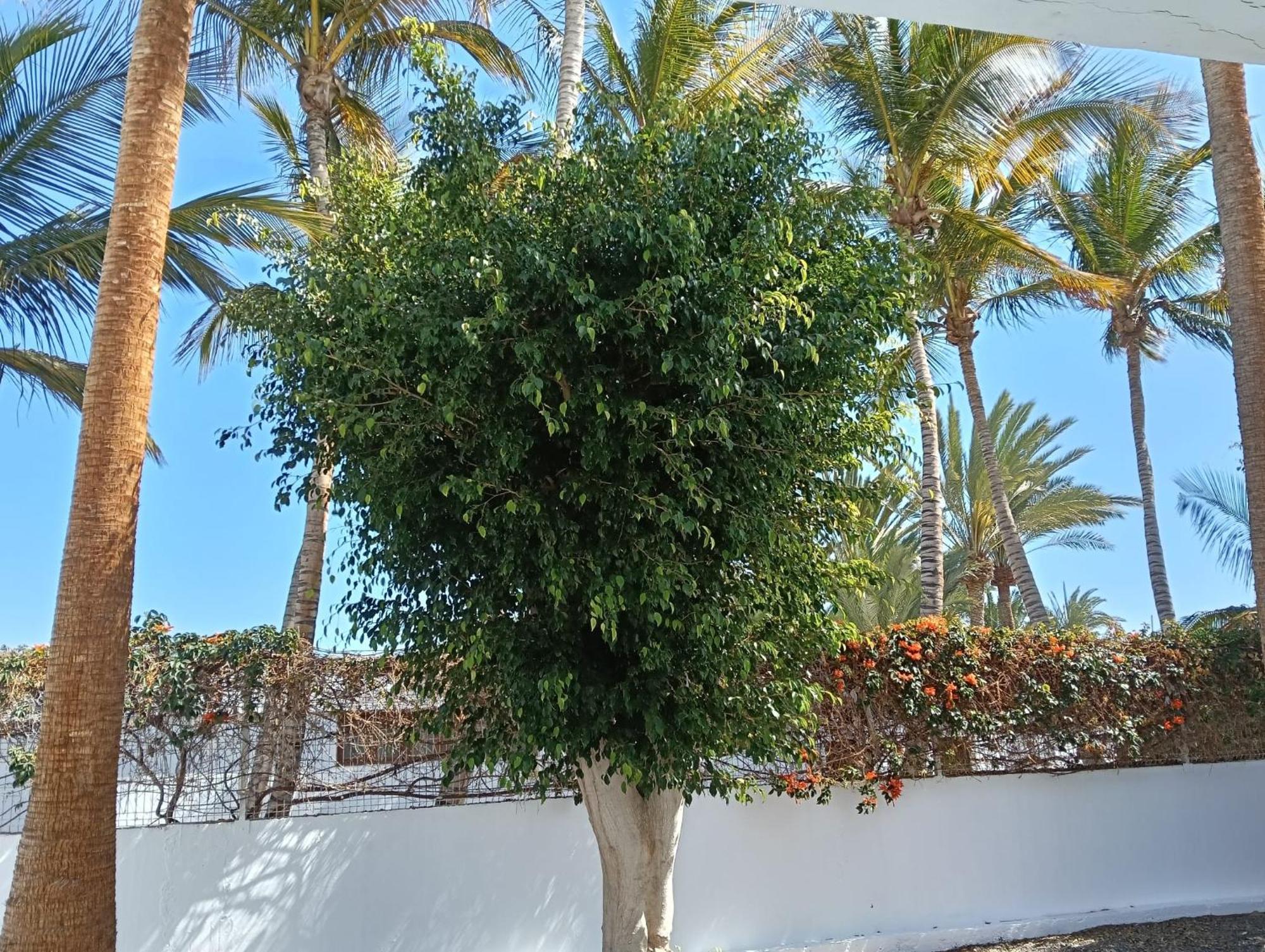 Appartamento Las Palmas Tarajalejo Exterior photo